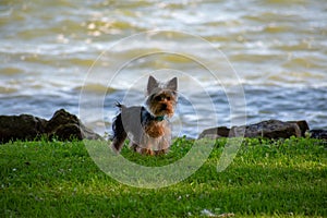 A Yorkie puppy at the waters edge