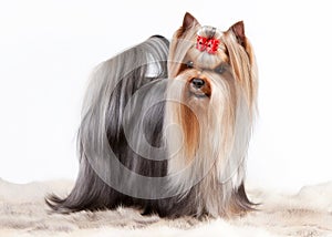 Yorkie puppy on white gradient background