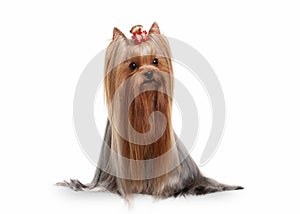 Yorkie puppy on white gradient background