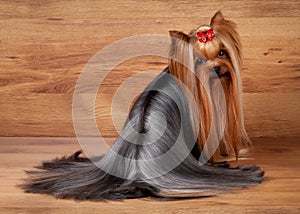 Yorkie puppy on wooden texture