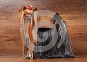 Yorkie puppy on wooden texture