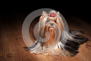 Yorkie puppy on wooden texture