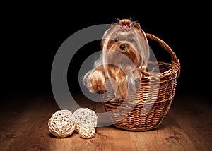 Yorkie puppy on wooden texture