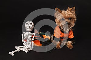 Yorkie ready for halloween