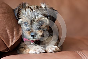 A Yorkie Shih Tzu mixed puppy.