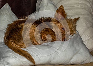 Yorkie snuggles on a white cushion