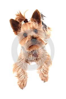 Yorkie terrier isolated