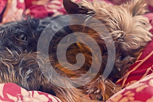 Yorkie Terrier Sleeping