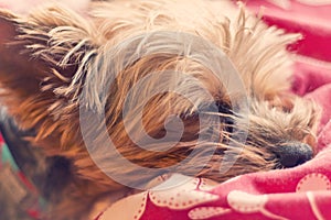 Yorkie Terrier Sleeping