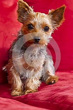 Yorkie Terrior Puppy