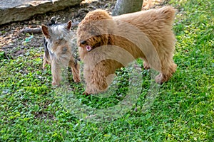 A yorkie and a Toy Poodle