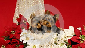 Yorkies and Poinsettias photo