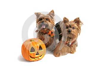 Yorkies Trick Or Treat