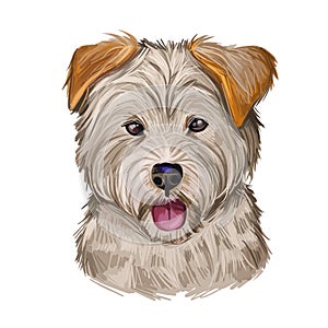 Yorkipoo Dog crosbred of Yorkie-Poo Yorkshire Terrier and poodle isolated. Digital art illustration of hand drawn cute home pet