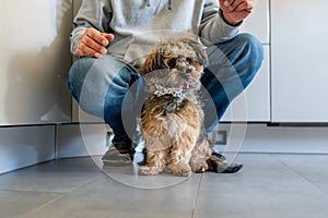 Yorkipoo dog with its owner