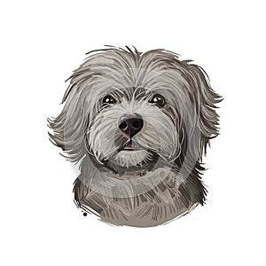 Yorkipoo Puppy crosbred of Yorkie-Poo Yorkshire Terrier and poodle isolated. Digital art illustration of hand drawn cute home pet
