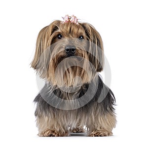 Yorkshir Terrier on white background