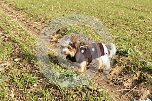 Yorkshire Biewer in clothes on a walk in the fall