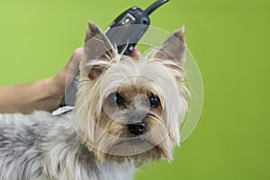 Yorkshire breed dog at the hairdresser