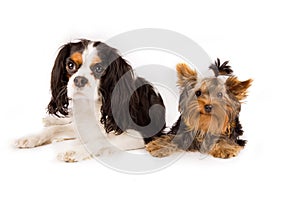 Yorkshire and cavalier king charles spaniel - dog