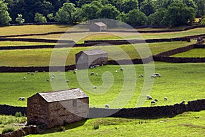 Yorkshire Dales Farmland - England photo