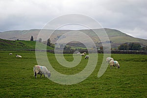 Yorkshire Dales National Park - Swaledale sheep grazing, UK