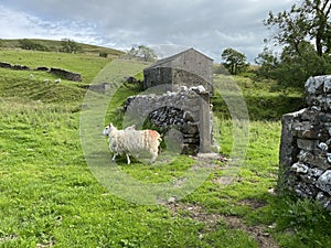 Yorkshire Dales scene, with sheep, and old barns in, Malham, Skipton, UK