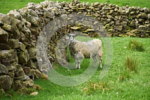 Yorkshire Dales Sheep next to drystone wall, UK photo
