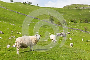 Yorkshire Dales view of sheep in English countryside