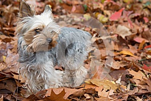 Yorkshire Dog on the autumn leaves outside