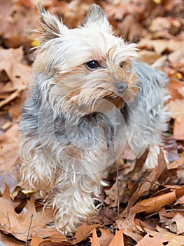 Yorkshire Dog on the autumn leaves outside
