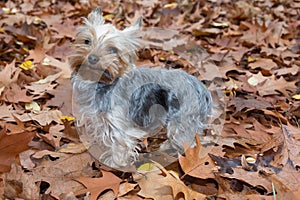 Yorkshire Dog on the autumn leaves outside