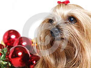Yorkshire dog close up with christmas balls