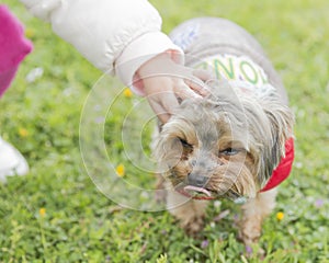 Yorkshire dog in a meadow with flowers caressed by a girl