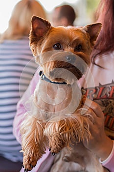 Yorkshire dog is sitting on his owners laps