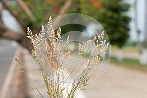 Yorkshire-fog - Holcus lanatus photo