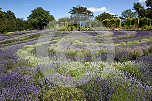 Yorkshire Lavender - United Kingdom