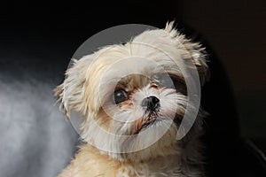 Yorkshire Maltese Dog Portrait