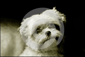 Yorkshire Maltese Dog Portrait