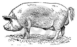 Yorkshire pig I Antique Animal Illustrations