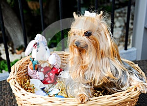 This Yorkshire Puppy posses in an Easter Basket for a Pet Portrait.