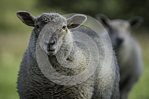 Yorkshire Sheep with ears pricked