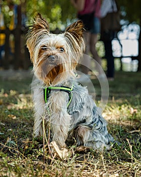 Yorkshire small dog pet portrait in the park