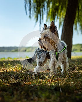 Yorkshire small dog pet portrait in the park