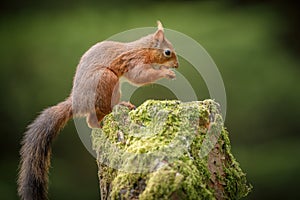 Yorkshire squirrel