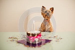 Yorkshire terirer looking at birthday cake in front