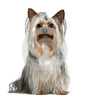 Yorkshire terrier, 1 and a half years old, sitting