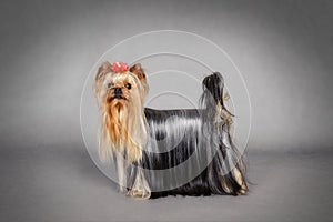 Yorkshire terrier