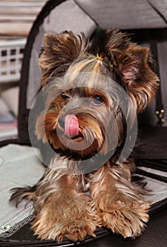 Yorkshire terrier