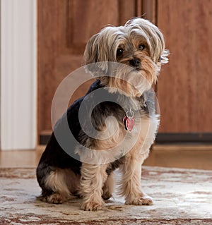 Yorkshire Terrier